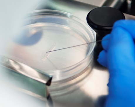 Hand wearing latex glove working with a petri dish.